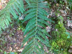 Polystichum × bicknellii