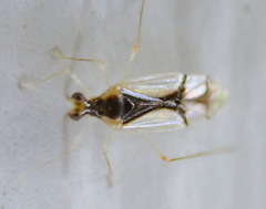 Hyaliodes