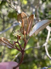 Croton pseudopulchellus