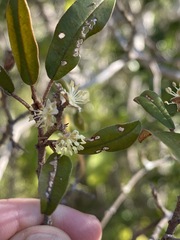 Croton pseudopulchellus
