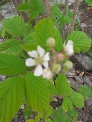 Rubus fruticosus
