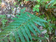 Polystichum × bicknellii