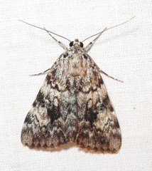 Catocala amica