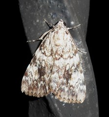 Catocala amica