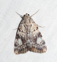 Catocala amica