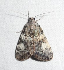 Catocala amica