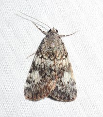 Catocala amica