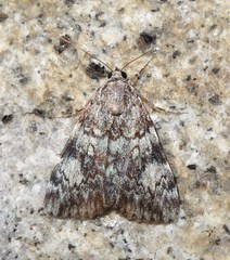 Catocala amica