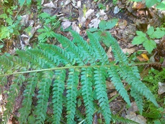 Polystichum × bicknellii