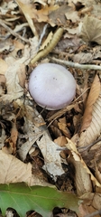 Cortinarius lilacinus