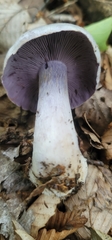 Cortinarius lilacinus