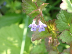 Glechoma hederacea