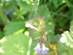 Glechoma hederacea