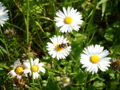 Chrysotoxum bicinctum