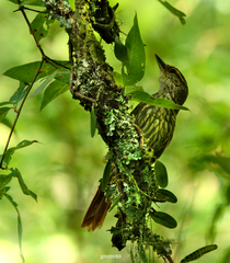 Syndactyla rufosuperciliata