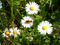 Chrysotoxum bicinctum