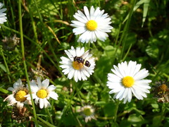 Chrysotoxum bicinctum