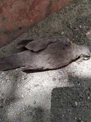 Streptopelia senegalensis