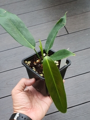 Philodendron patriciae