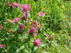Aglais urticae