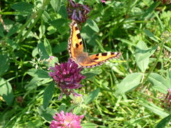 Aglais urticae