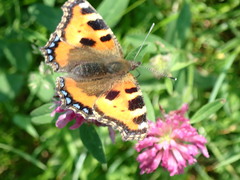 Aglais urticae