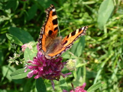Aglais urticae