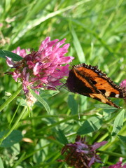 Aglais urticae