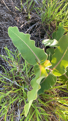 Asclepias amplexicaulis