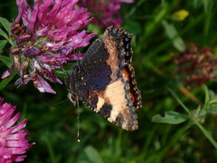 Aglais urticae