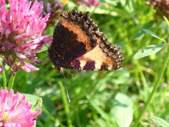 Aglais urticae