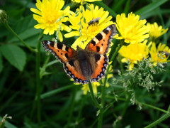 Aglais urticae
