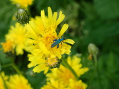 Oedemera nobilis