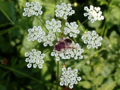 Eristalis tenax