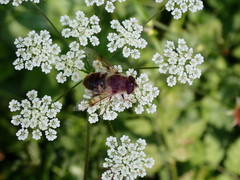 Eristalis tenax