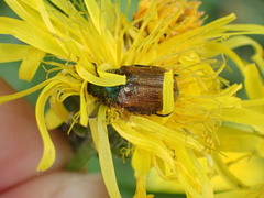 Phyllopertha horticola