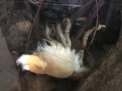 Pacifastacus leniusculus