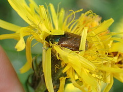Phyllopertha horticola