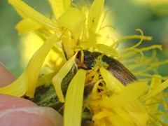 Phyllopertha horticola