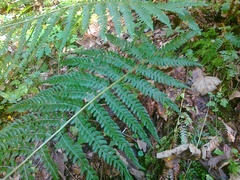Polystichum × bicknellii