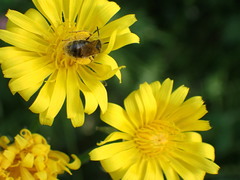Apoidea