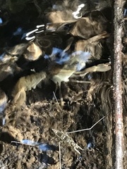 Pacifastacus leniusculus