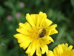 Apoidea