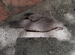 Streptopelia senegalensis