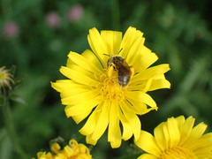 Apoidea