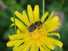 Apoidea