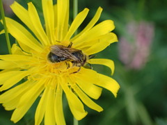 Apoidea