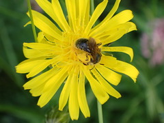 Apoidea