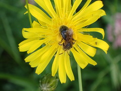 Apoidea