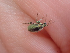 Phyllobius